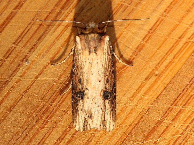 Noctuidae 1 da ID - Axylia putris